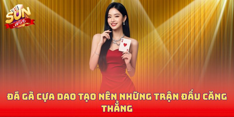 Đá gà cựa dao tạo nên những trận đấu căng thẳng