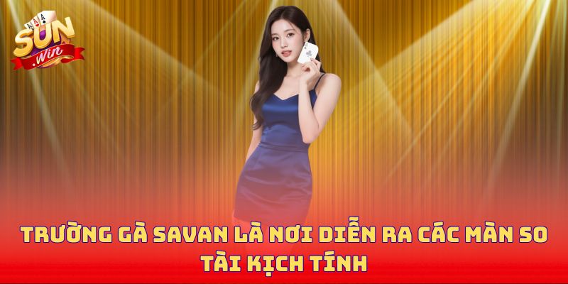 Trường gà Savan là nơi diễn ra các màn so tài kịch tính